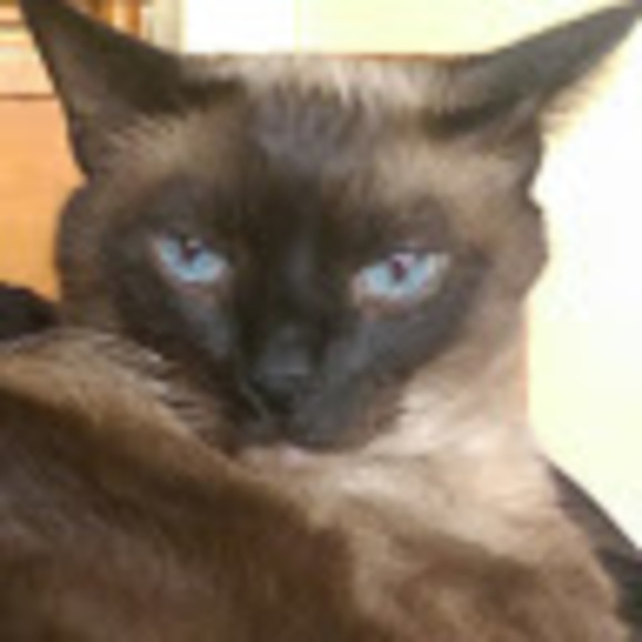 Meet your Posher, Sally - Picture 3 of 3